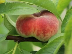 Tellerpfirsich 'Sugar Baby' 13 Tellerpfirsich 'Sugar Baby' -Günstiges Erd Seele Geschäft tellerpfirsich sugar baby m115158 w 2