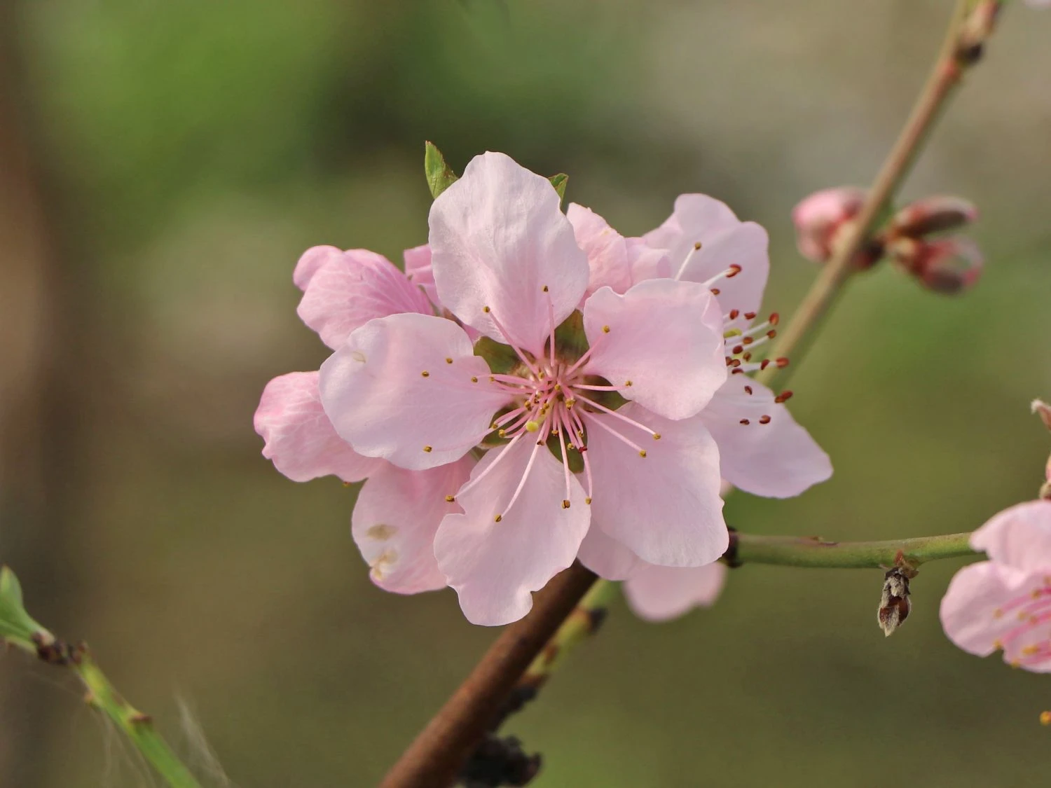 Tellerpfirsich 'Sugar Baby' 4 Tellerpfirsich 'Sugar Baby' – Bild 2