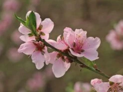 Tellerpfirsich 'Sugar Baby' 12 Tellerpfirsich 'Sugar Baby' -Günstiges Erd Seele Geschäft tellerpfirsich sugar baby m115158 w 5