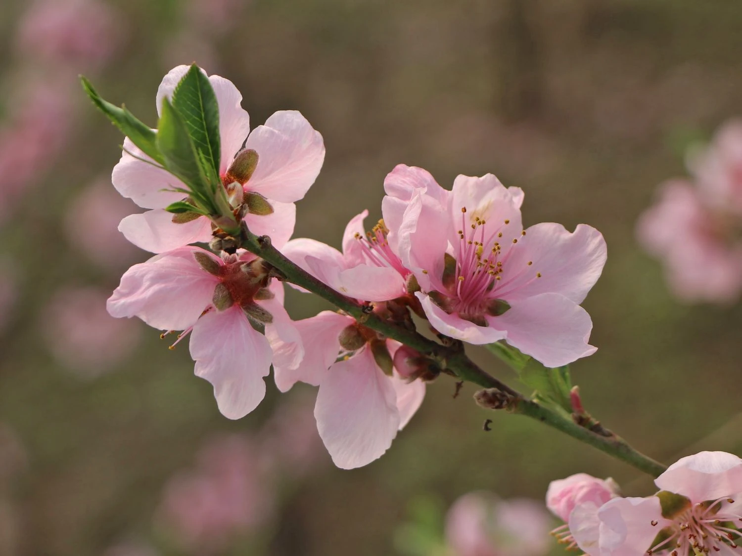 Tellerpfirsich 'Sugar Baby' 6 Tellerpfirsich 'Sugar Baby' – Bild 4