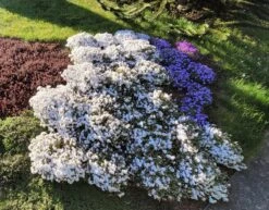 Teppich-Flammenblume 'Amazing Grace' -Günstiges Erd Seele Geschäft teppich flammenblume amazing grace m059972 1168083 0