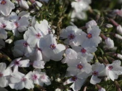 Teppich-Flammenblume 'Amazing Grace' -Günstiges Erd Seele Geschäft teppich flammenblume amazing grace m059972 w 0