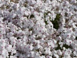 Teppich-Flammenblume 'Amazing Grace' -Günstiges Erd Seele Geschäft teppich flammenblume amazing grace m059972 w 3