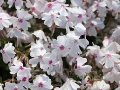 Teppich-Flammenblume 'Amazing Grace' -Günstiges Erd Seele Geschäft teppich flammenblume amazing grace m059972 w 4