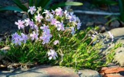 Teppich-Flammenblume 'Candy Stripes' -Günstiges Erd Seele Geschäft teppich flammenblume candy stripes m001686 1028040 0