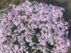 Teppich-Flammenblume 'Candy Stripes' -Günstiges Erd Seele Geschäft teppich flammenblume candy stripes m001686 1304243 0