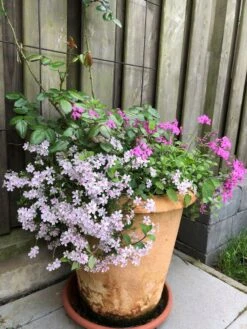 Teppich-Flammenblume 'Candy Stripes' -Günstiges Erd Seele Geschäft teppich flammenblume candy stripes m001686 193676 0