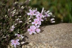 Teppich-Flammenblume 'Candy Stripes' -Günstiges Erd Seele Geschäft teppich flammenblume candy stripes m001686 887175 0