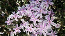 Teppich-Flammenblume 'Candy Stripes' -Günstiges Erd Seele Geschäft teppich flammenblume candy stripes m001686 892260 0