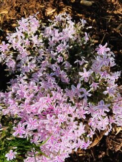 Teppich-Flammenblume 'Candy Stripes' -Günstiges Erd Seele Geschäft teppich flammenblume candy stripes m001686 985277 0