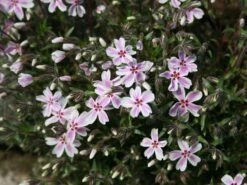 Teppich-Flammenblume 'Candy Stripes' -Günstiges Erd Seele Geschäft teppich flammenblume candy stripes m001686 w 0