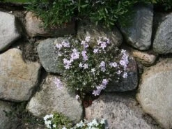 Teppich-Flammenblume 'Candy Stripes' -Günstiges Erd Seele Geschäft teppich flammenblume candy stripes m001686 w 1