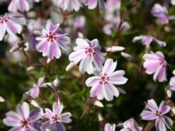 Teppich-Flammenblume 'Candy Stripes' -Günstiges Erd Seele Geschäft teppich flammenblume candy stripes m001686 w 2