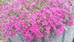 Teppich-Flammenblume 'Crackerjack' -Günstiges Erd Seele Geschäft teppich flammenblume crackerjack m001673 588918 0