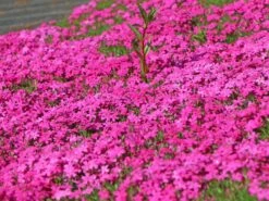 Teppich-Flammenblume 'Crackerjack' -Günstiges Erd Seele Geschäft teppich flammenblume crackerjack m001673 w 2