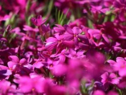 Teppich-Flammenblume 'Crackerjack' -Günstiges Erd Seele Geschäft teppich flammenblume crackerjack m001673 w 5