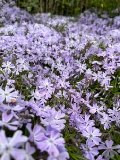 Teppich-Flammenblume 'Emerald Cushion Blue' -Günstiges Erd Seele Geschäft teppich flammenblume emerald cushion blue m059979 1090638 0