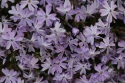 Teppich-Flammenblume 'Emerald Cushion Blue' -Günstiges Erd Seele Geschäft teppich flammenblume emerald cushion blue m059979 1187235 0