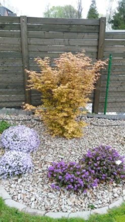 Teppich-Flammenblume 'Emerald Cushion Blue' -Günstiges Erd Seele Geschäft teppich flammenblume emerald cushion blue m059979 428005 0