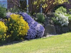 Teppich-Flammenblume 'Emerald Cushion Blue' -Günstiges Erd Seele Geschäft teppich flammenblume emerald cushion blue m059979 w 0