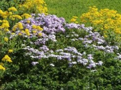 Teppich-Flammenblume 'Emerald Cushion Blue' -Günstiges Erd Seele Geschäft teppich flammenblume emerald cushion blue m059979 w 10