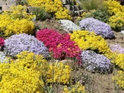 Teppich-Flammenblume 'Emerald Cushion Blue' -Günstiges Erd Seele Geschäft teppich flammenblume emerald cushion blue m059979 w 11