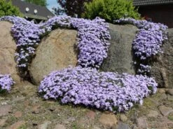 Teppich-Flammenblume 'Emerald Cushion Blue' -Günstiges Erd Seele Geschäft teppich flammenblume emerald cushion blue m059979 w 3