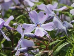 Teppich-Flammenblume 'Emerald Cushion Blue' -Günstiges Erd Seele Geschäft teppich flammenblume emerald cushion blue m059979 w 4