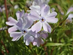 Teppich-Flammenblume 'Emerald Cushion Blue' -Günstiges Erd Seele Geschäft teppich flammenblume emerald cushion blue m059979 w 5