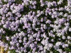 Teppich-Flammenblume 'Emerald Cushion Blue' -Günstiges Erd Seele Geschäft teppich flammenblume emerald cushion blue m059979 w 8