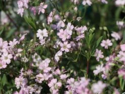 Teppich-Schleierkraut 'Rosea' -Günstiges Erd Seele Geschäft teppich schleierkraut rosea m012394 w 1