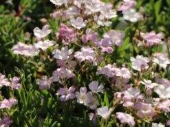 Teppich-Schleierkraut 'Rosea' -Günstiges Erd Seele Geschäft teppich schleierkraut rosea m012394 w 2