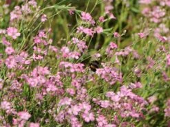 Teppich-Schleierkraut 'Rosea' -Günstiges Erd Seele Geschäft teppich schleierkraut rosea m012394 w 4
