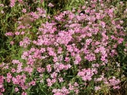 Teppich-Schleierkraut 'Rosea' -Günstiges Erd Seele Geschäft teppich schleierkraut rosea m012394 w 5