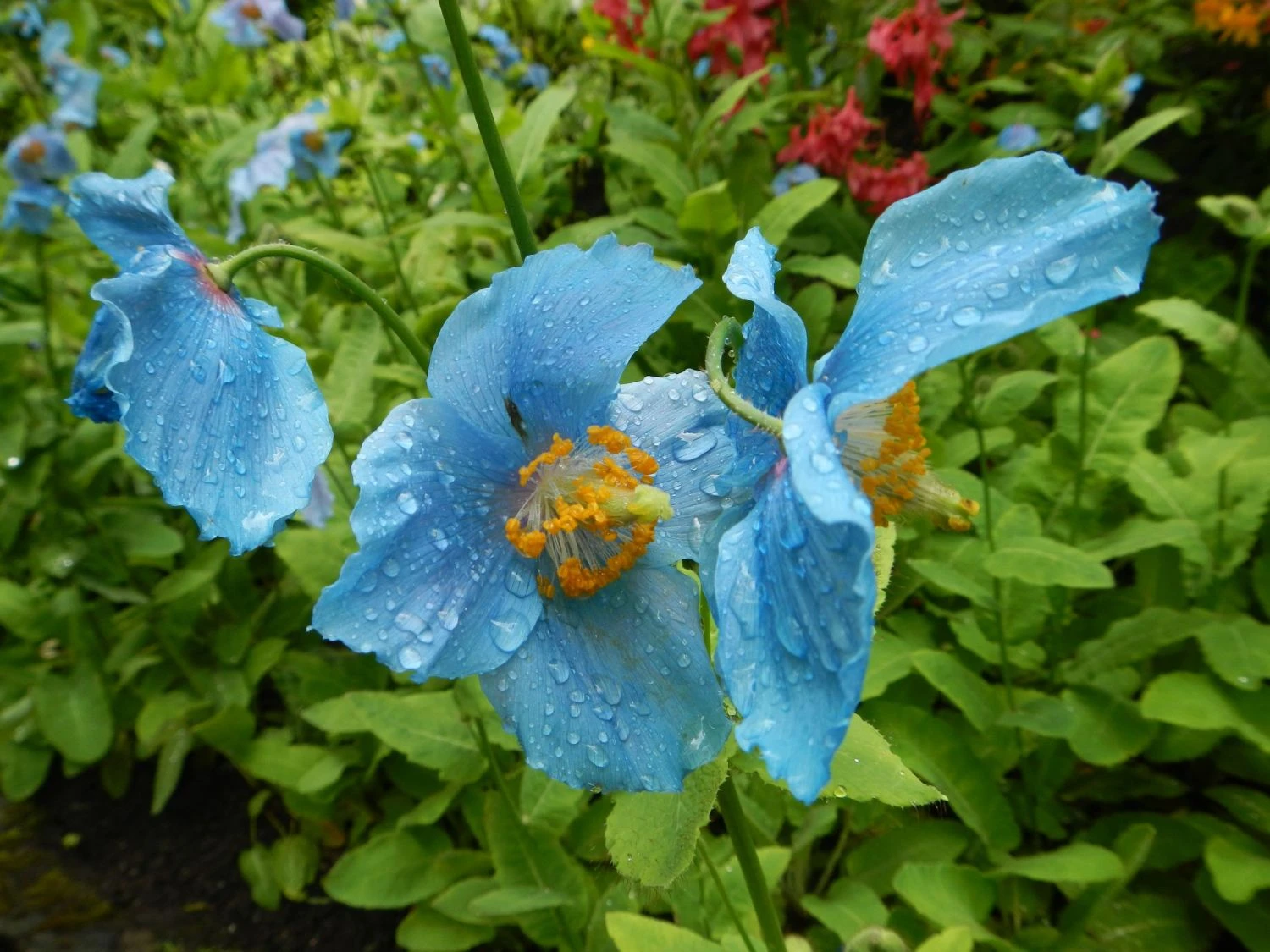 Tibet Scheinmohn 9 Tibet Scheinmohn – Bild 7
