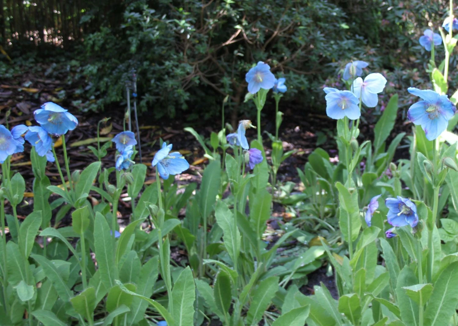 Tibet Scheinmohn 6 Tibet Scheinmohn – Bild 4