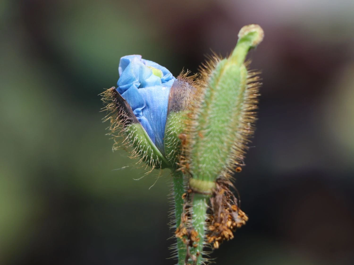 Tibet Scheinmohn 5 Tibet Scheinmohn – Bild 3