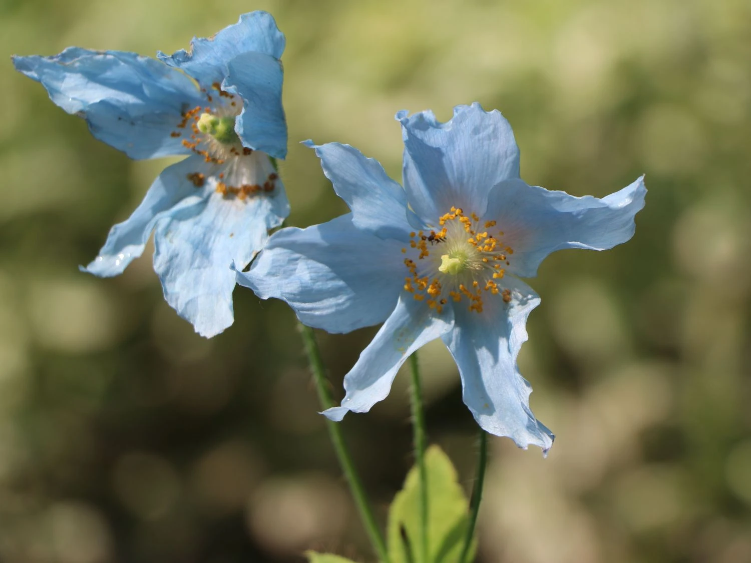 Tibet Scheinmohn 7 Tibet Scheinmohn – Bild 5