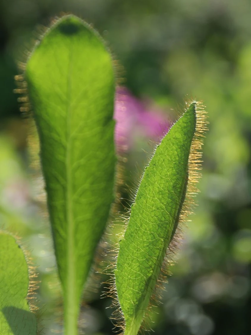 Tibet Scheinmohn 4 Tibet Scheinmohn – Bild 2