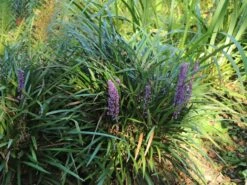 Träubel-Glöckchentraube -Günstiges Erd Seele Geschäft traeubel gloeckchentraube m078460 w 0