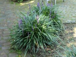 Träubel-Glöckchentraube -Günstiges Erd Seele Geschäft traeubel gloeckchentraube m078460 w 1