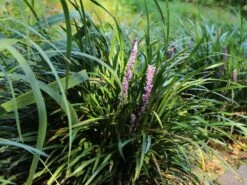 Träubel-Glöckchentraube -Günstiges Erd Seele Geschäft traeubel gloeckchentraube m078460 w 2