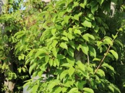 Trauben-Kiwi / Zwerg-Kiwi 'Ken's Red' (weiblich) -Günstiges Erd Seele Geschäft trauben kiwi zwerg kiwi kens red weiblich m062931 w 1