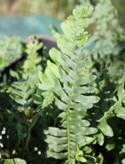 Tüpfelfarn -Günstiges Erd Seele Geschäft tuepfelfarn m009195 w 0