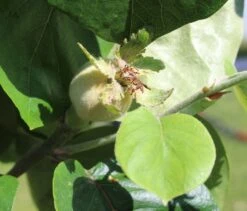 Türkische Tafelquitte Ayva ® 13 Türkische Tafelquitte Ayva ® -Günstiges Erd Seele Geschäft tuerkische tafelquitte ayva m117502 1381713 0