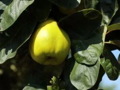 Türkische Tafelquitte Ayva ® 10 Türkische Tafelquitte Ayva ® -Günstiges Erd Seele Geschäft tuerkische tafelquitte ayva m117502 w 0