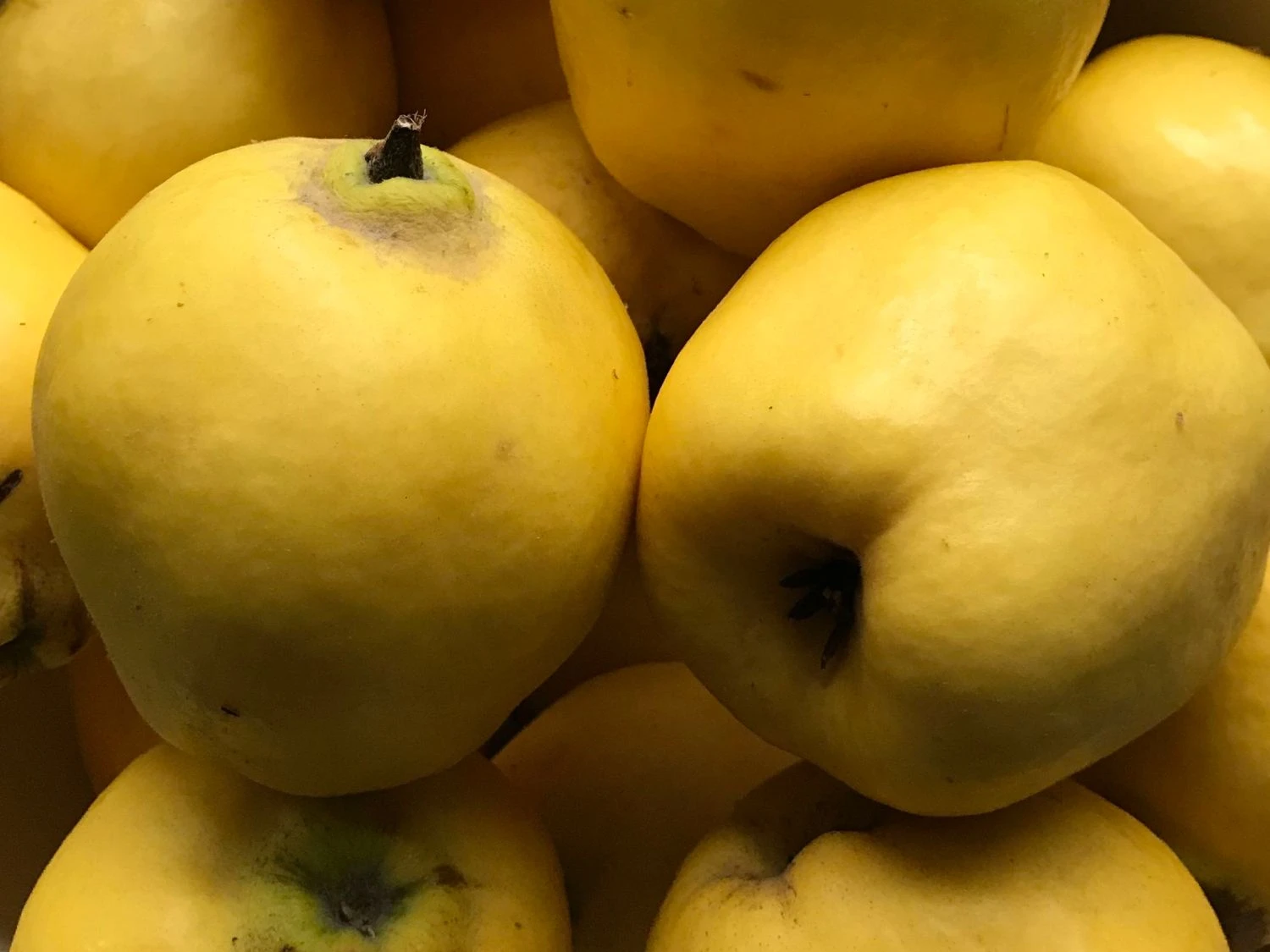 Türkische Tafelquitte Ayva ® 7 Türkische Tafelquitte Ayva ® – Bild 5