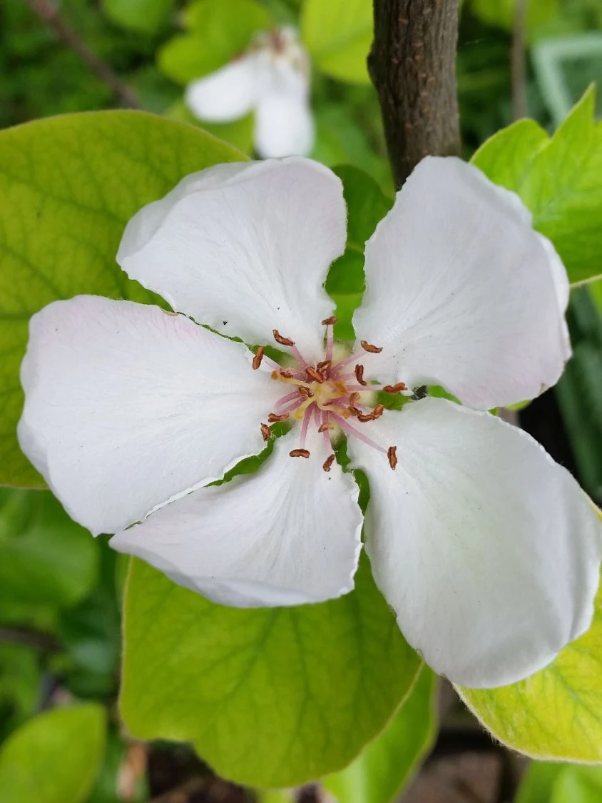 Türkische Tafelquitte Ayva ® 6 Türkische Tafelquitte Ayva ® – Bild 4