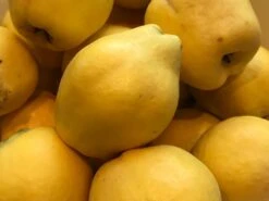 Türkische Tafelquitte Ayva ® 9 Türkische Tafelquitte Ayva ® -Günstiges Erd Seele Geschäft tuerkische tafelquitte ayva m117502 w 3