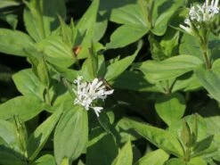 Turiner Meier / Turiner Meister -Günstiges Erd Seele Geschäft turiner meier turiner meister m086071 w 1